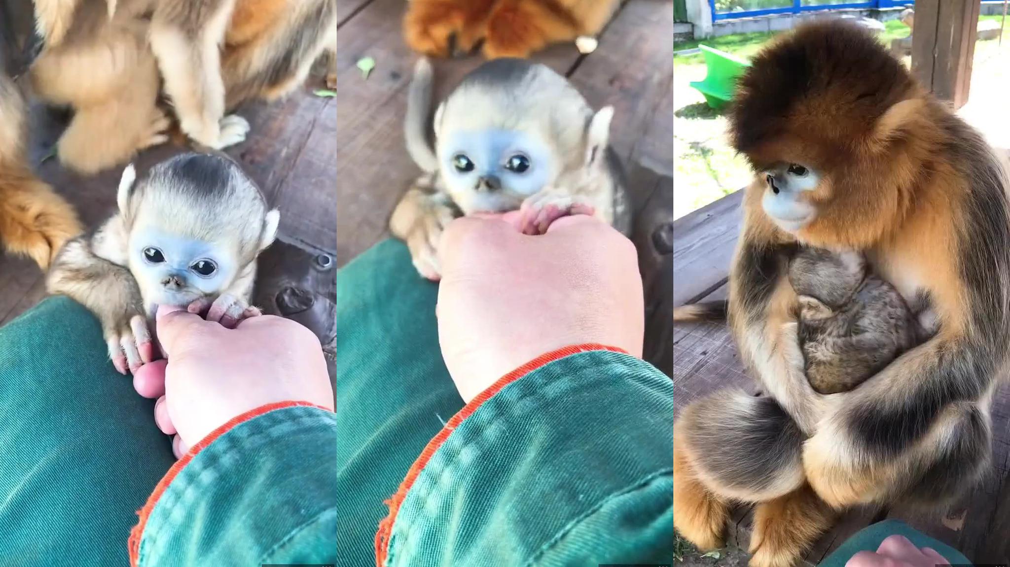 金丝猴组团下车拦车讨食