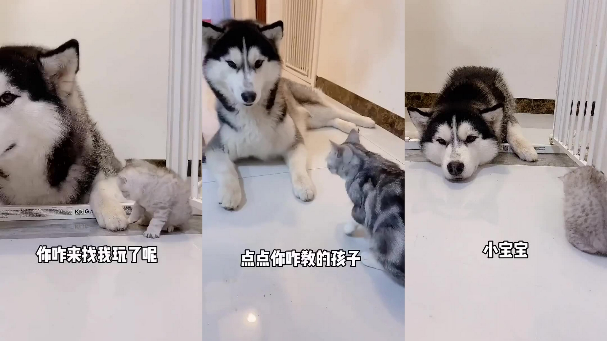 追龙:做卧底的条件之一,不能脸盲