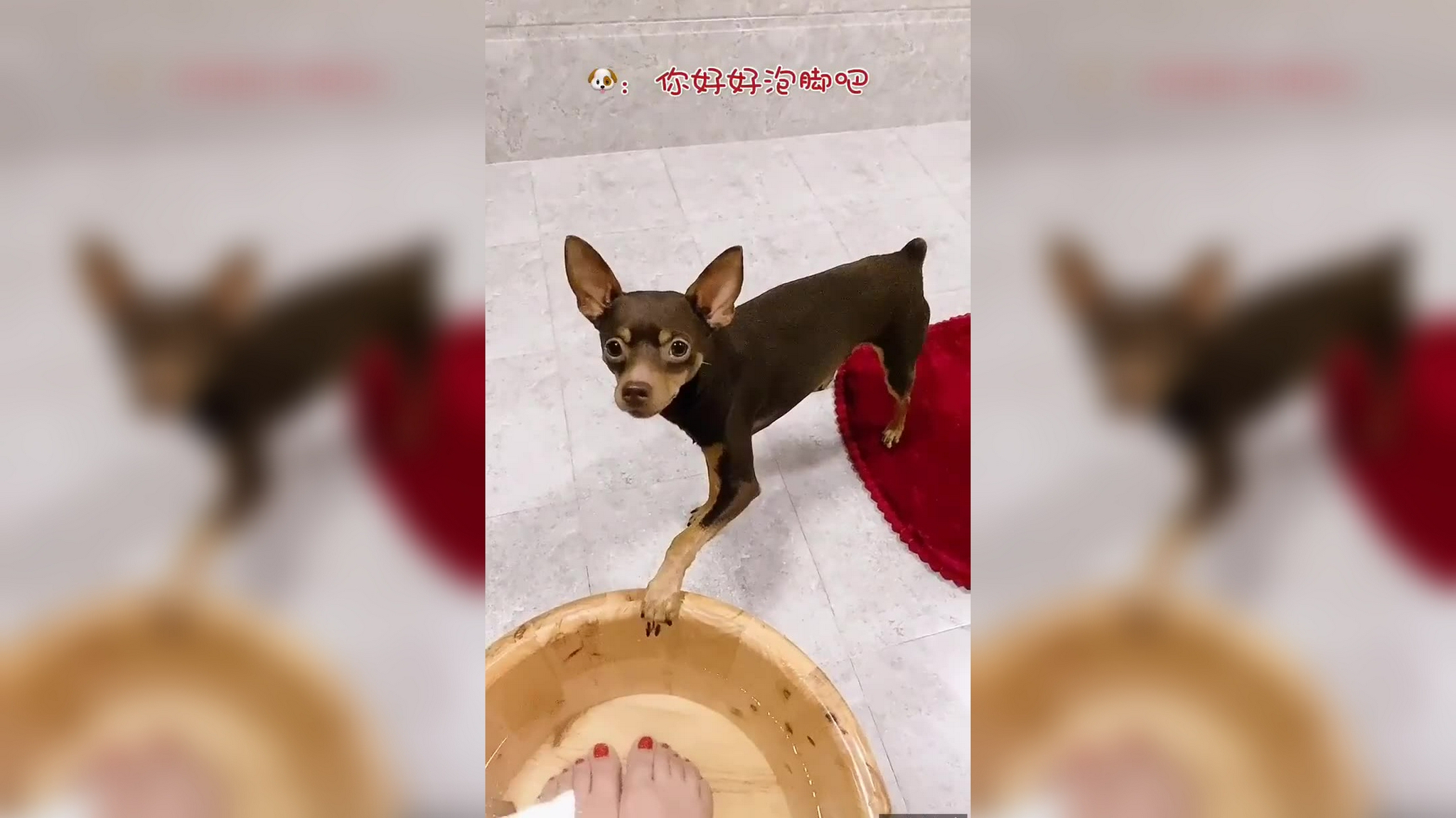 啵啵乐脚不舒服让主人抹药,走不了路啵啵乐就用拄拐走路,太逗了