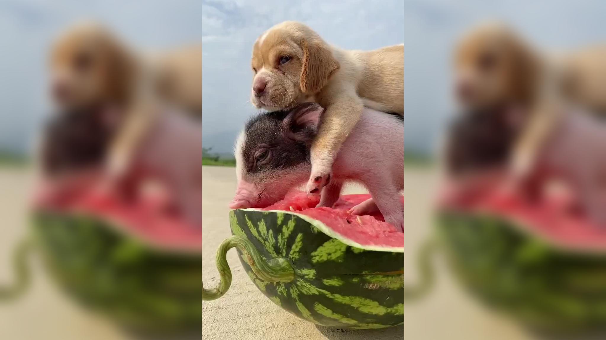 狗狗就喜欢骑猪吗?