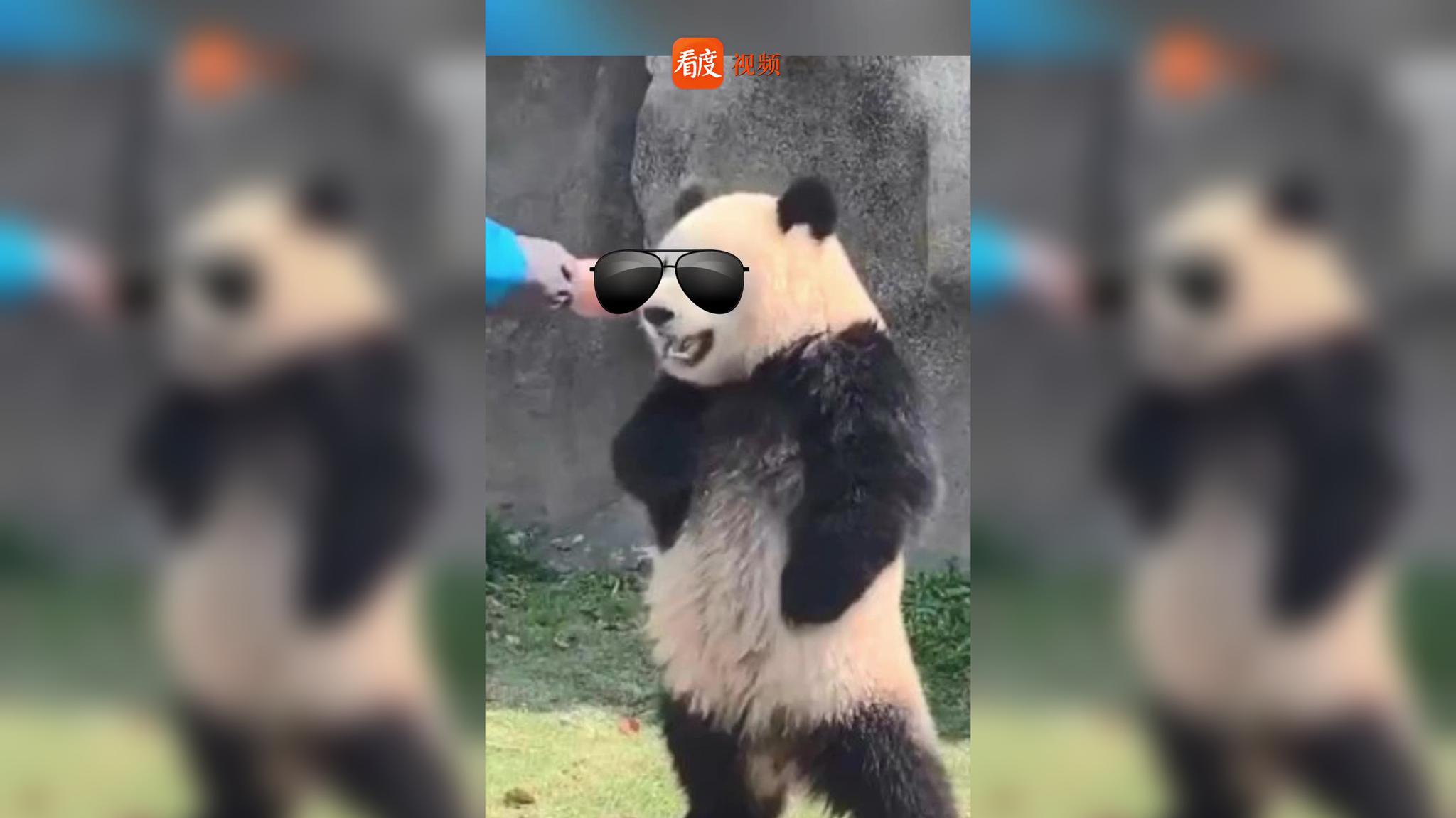 大熊猫还是濒危物种时:我就是爷(`^)(叉腰)