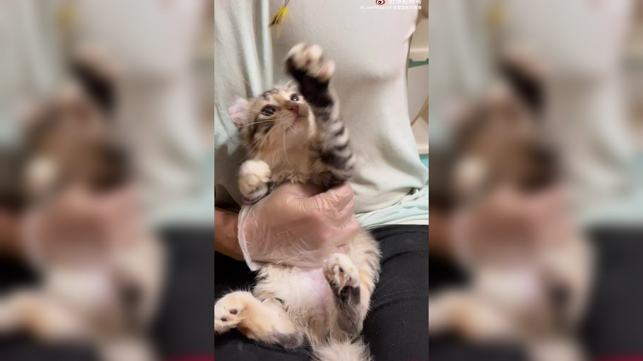 全神贯注的吸脚丫的猫猫,用最威严的表情