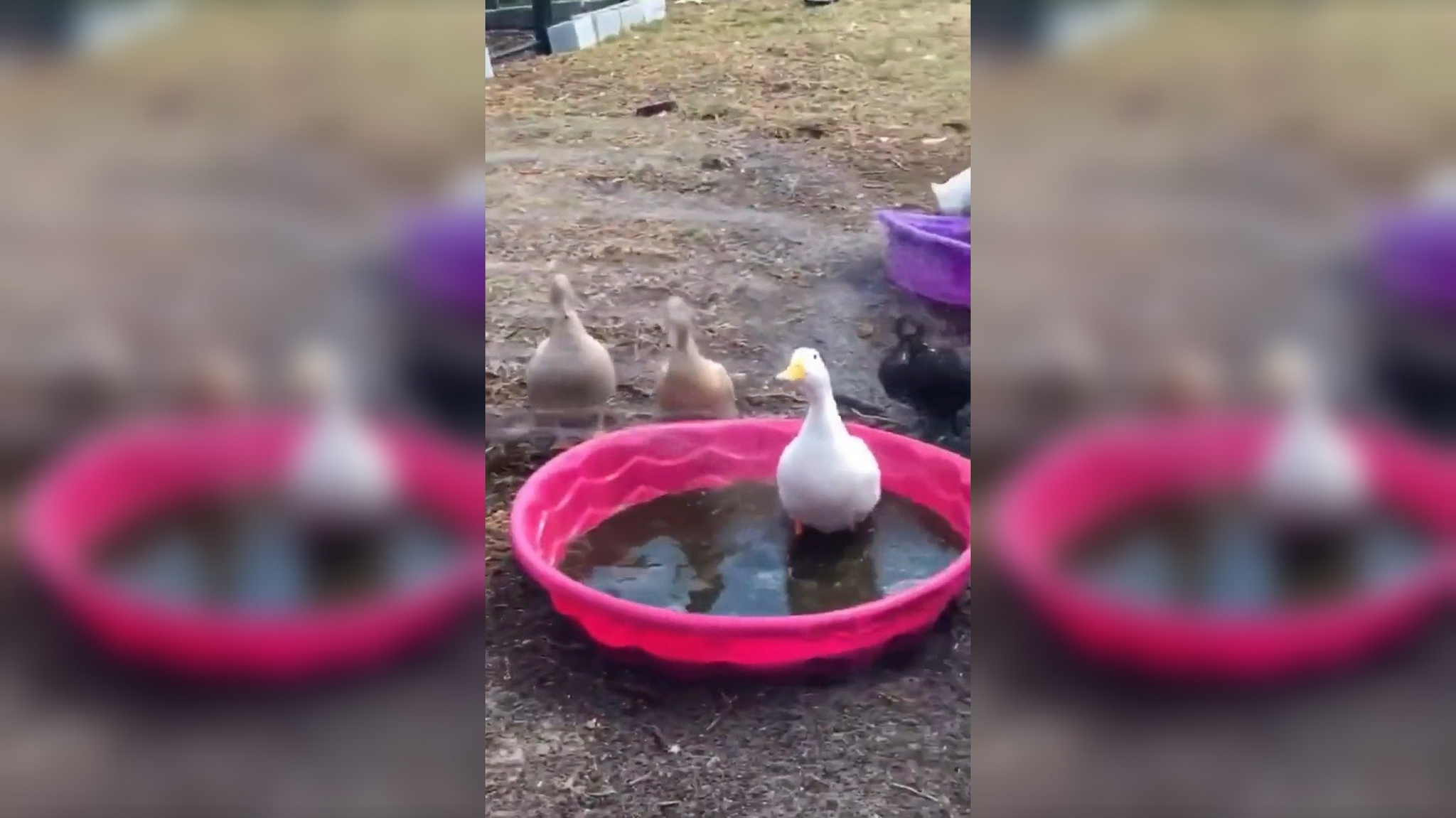 一群鸭子刚冲出门,就冻得赶紧打道回府,镜头拍下搞笑画面