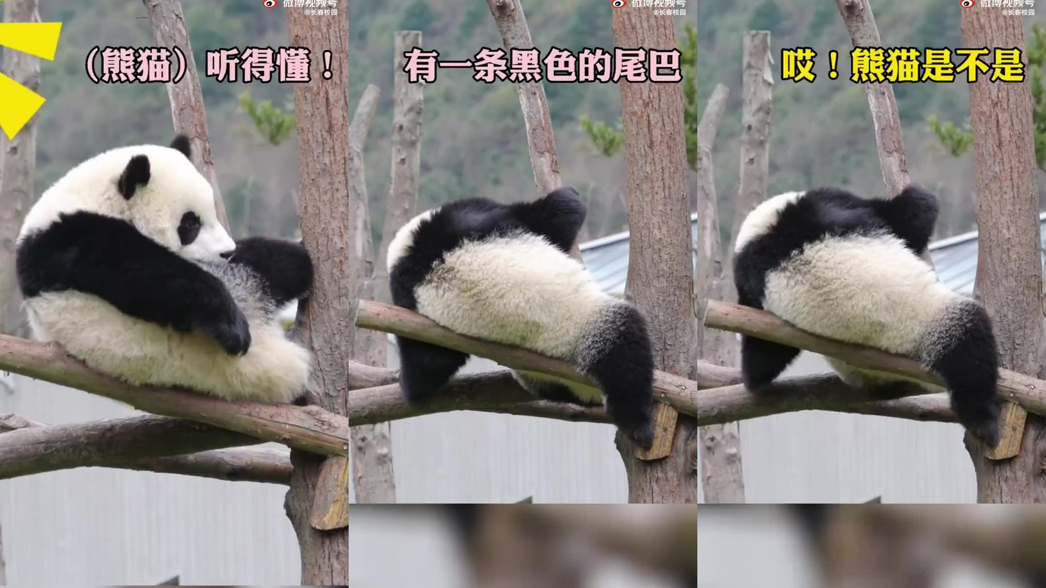 网友:它的脸真的超大 熊猫:你礼貌吗?