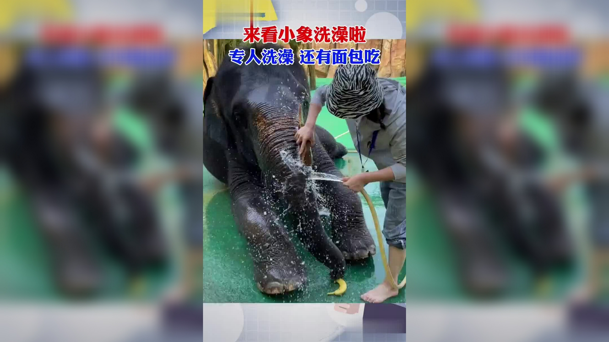 昆明一动物园大象再被喂食塑料袋,目前大象已将塑料袋排出_手机新浪网