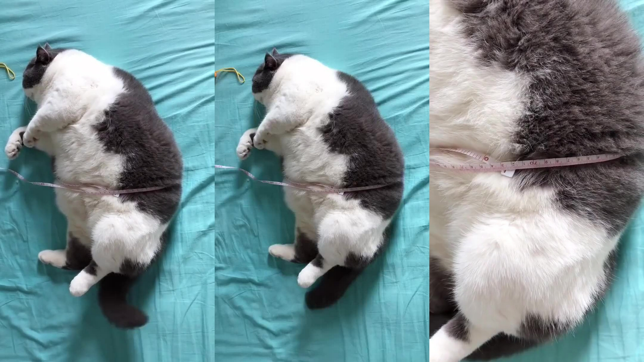 见过腰围这么粗的猫吗,这腰竟然70cm