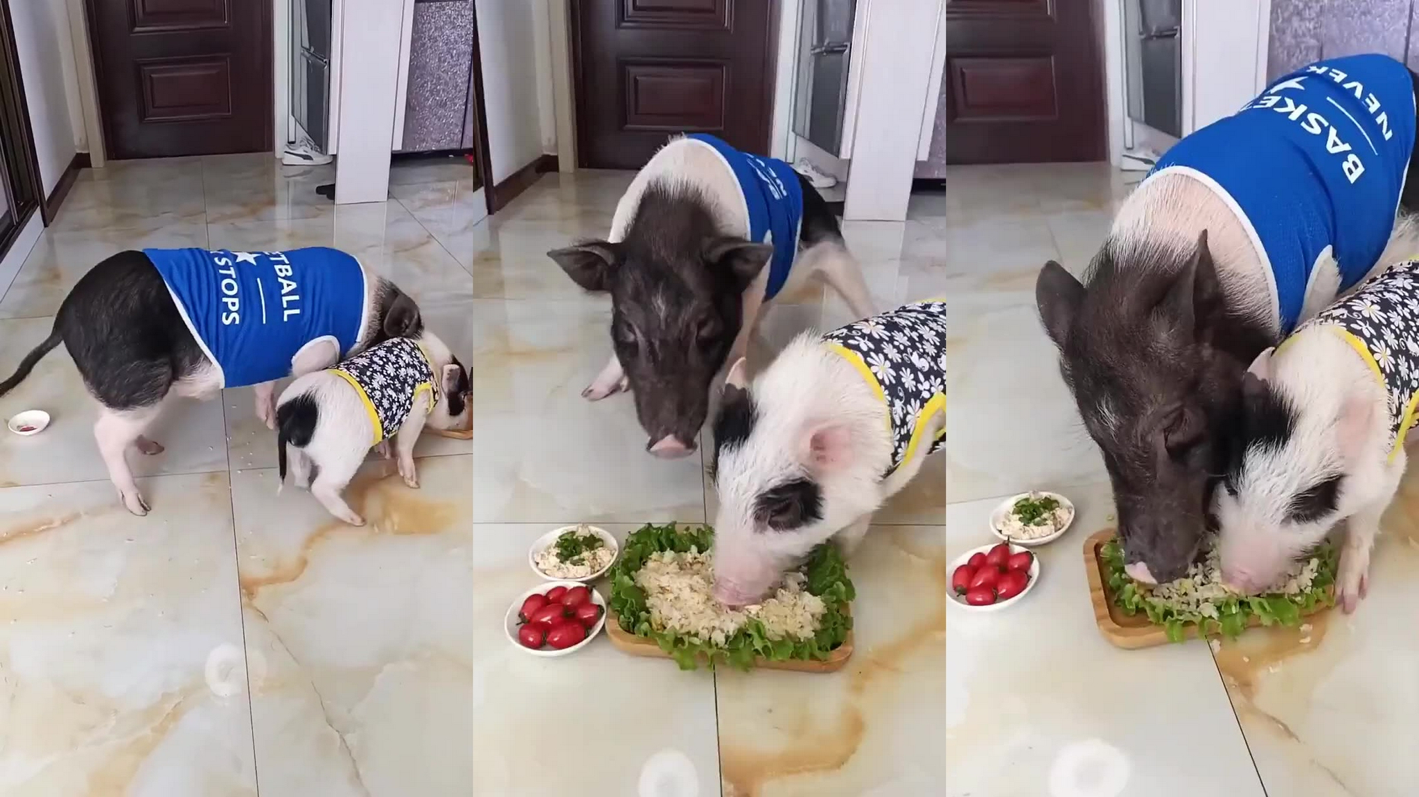 猪撞树上了,你撞猪上了吧!