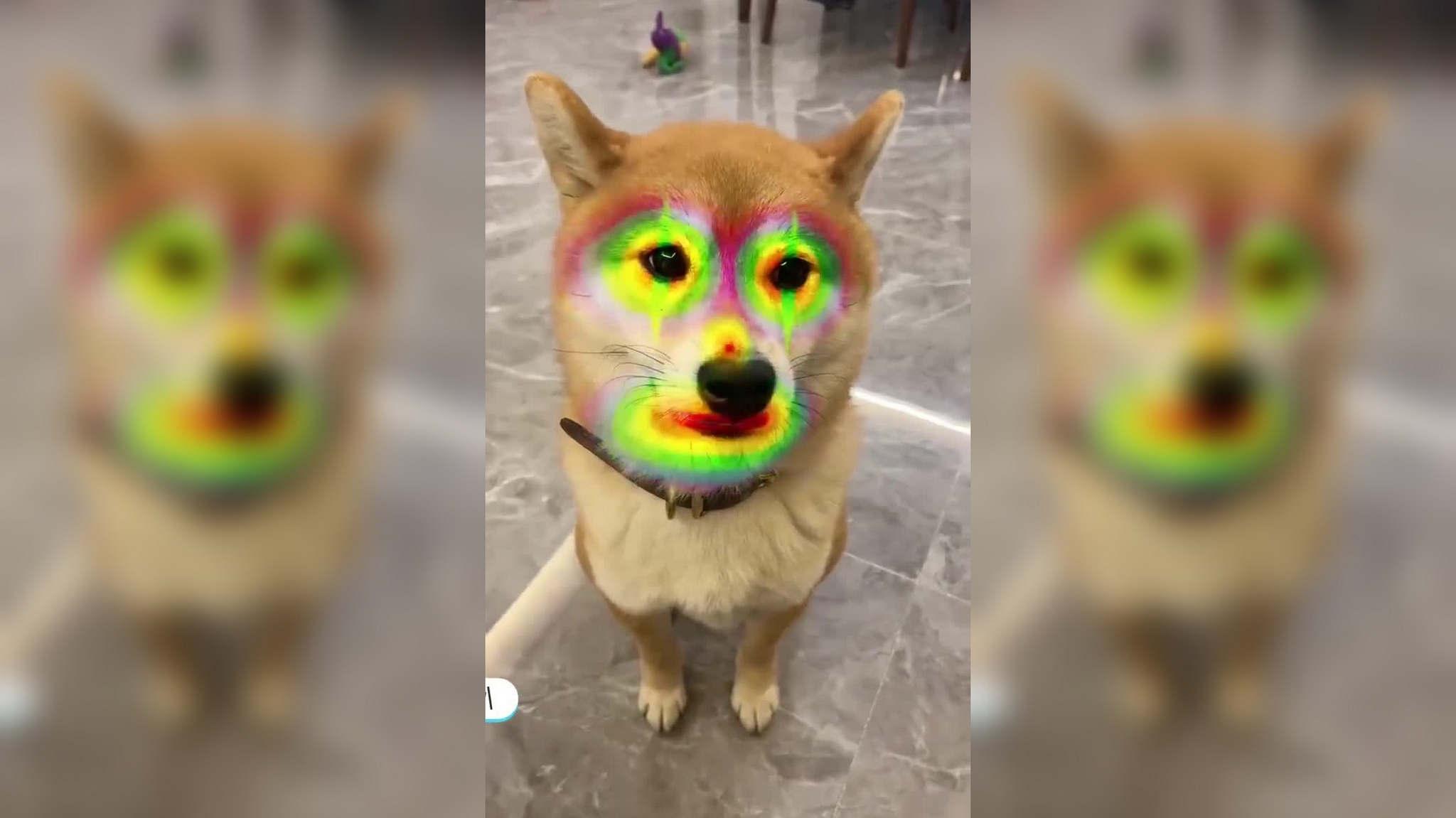 铲屎官突然倒地,3只柴犬看到后,反应要笑喷了