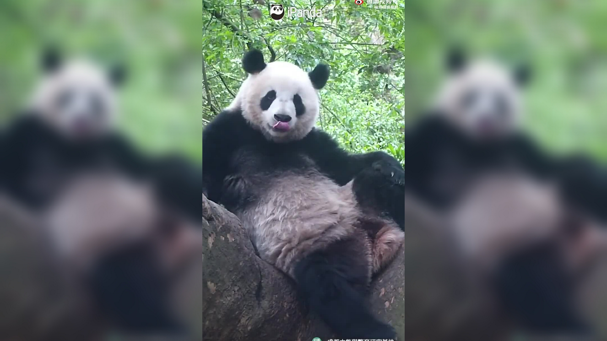 大熊猫在日本活成了大爷样,过得无法无天了,熊猫:爷就是懒得动