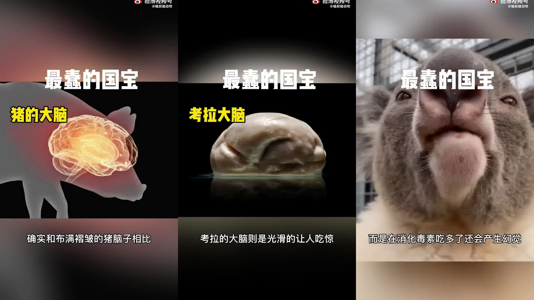 考拉:最蠢的国宝