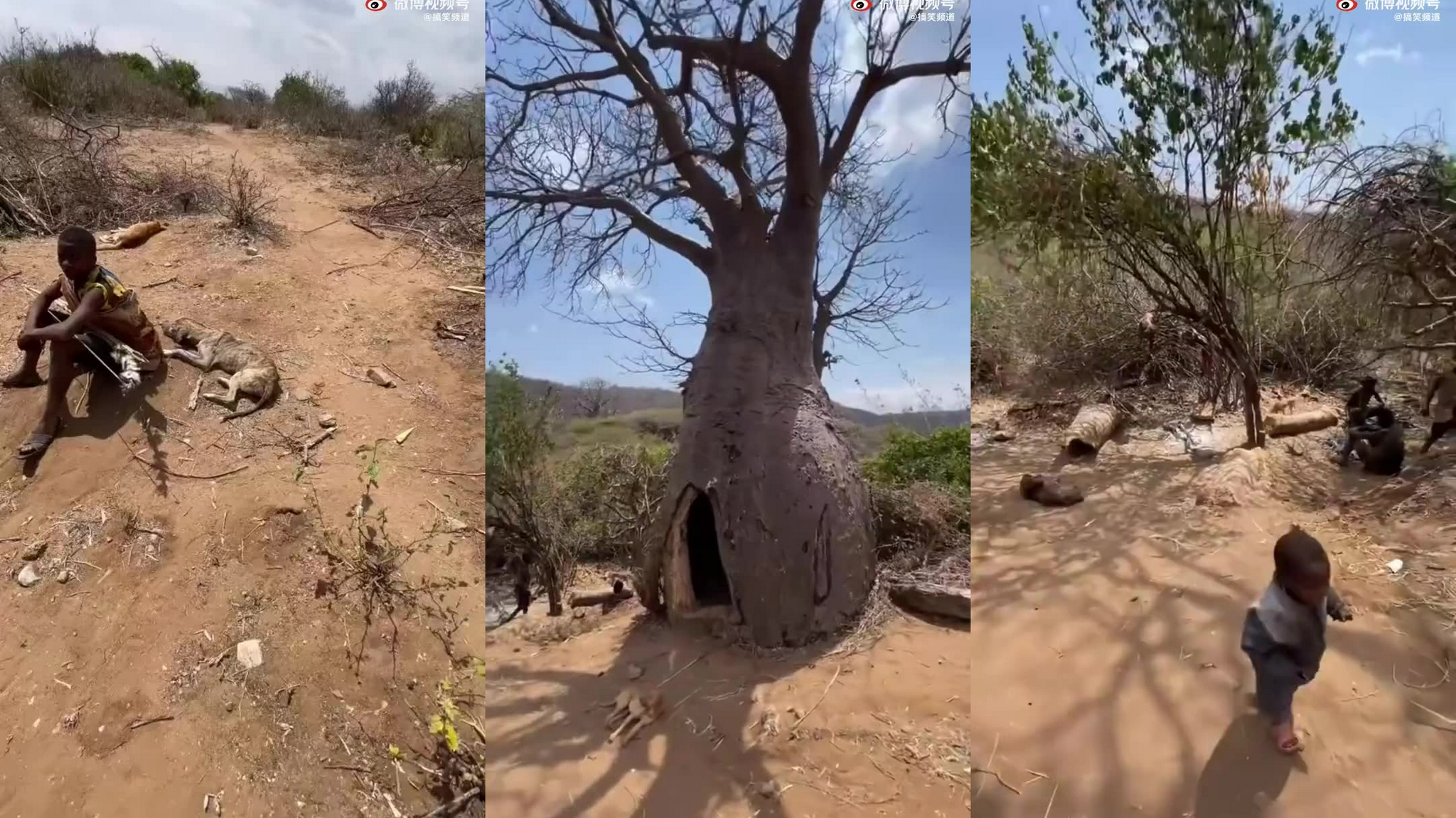非洲部落生活,猴面包树干掏空还有茅草房 成为了亮点
