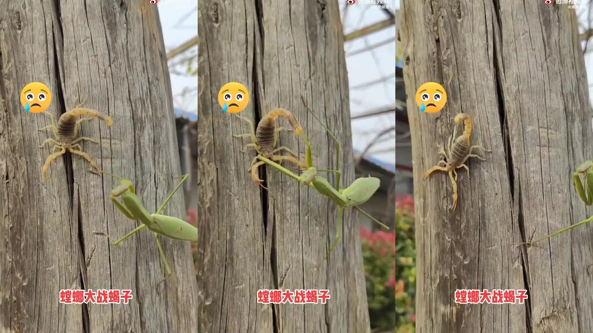 南美枯叶螳螂acanthops sp