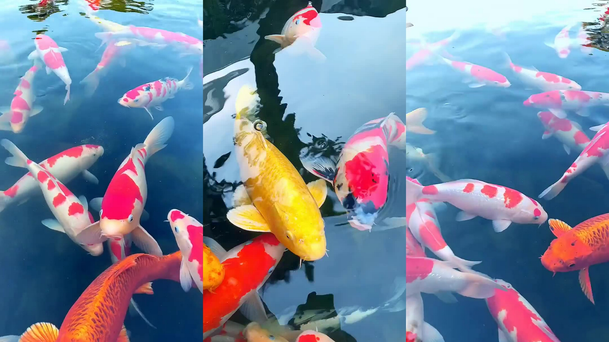 春眠不觉晓,相公实在好