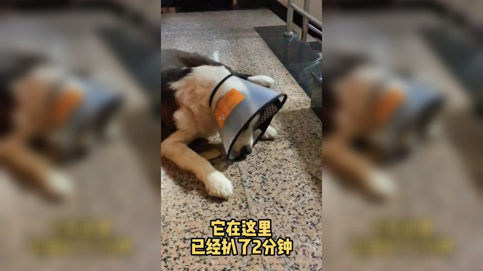 雷神山流浪小奶猫一年后成胖橘 休舱一周年后现身 网友:大橘为重_手机