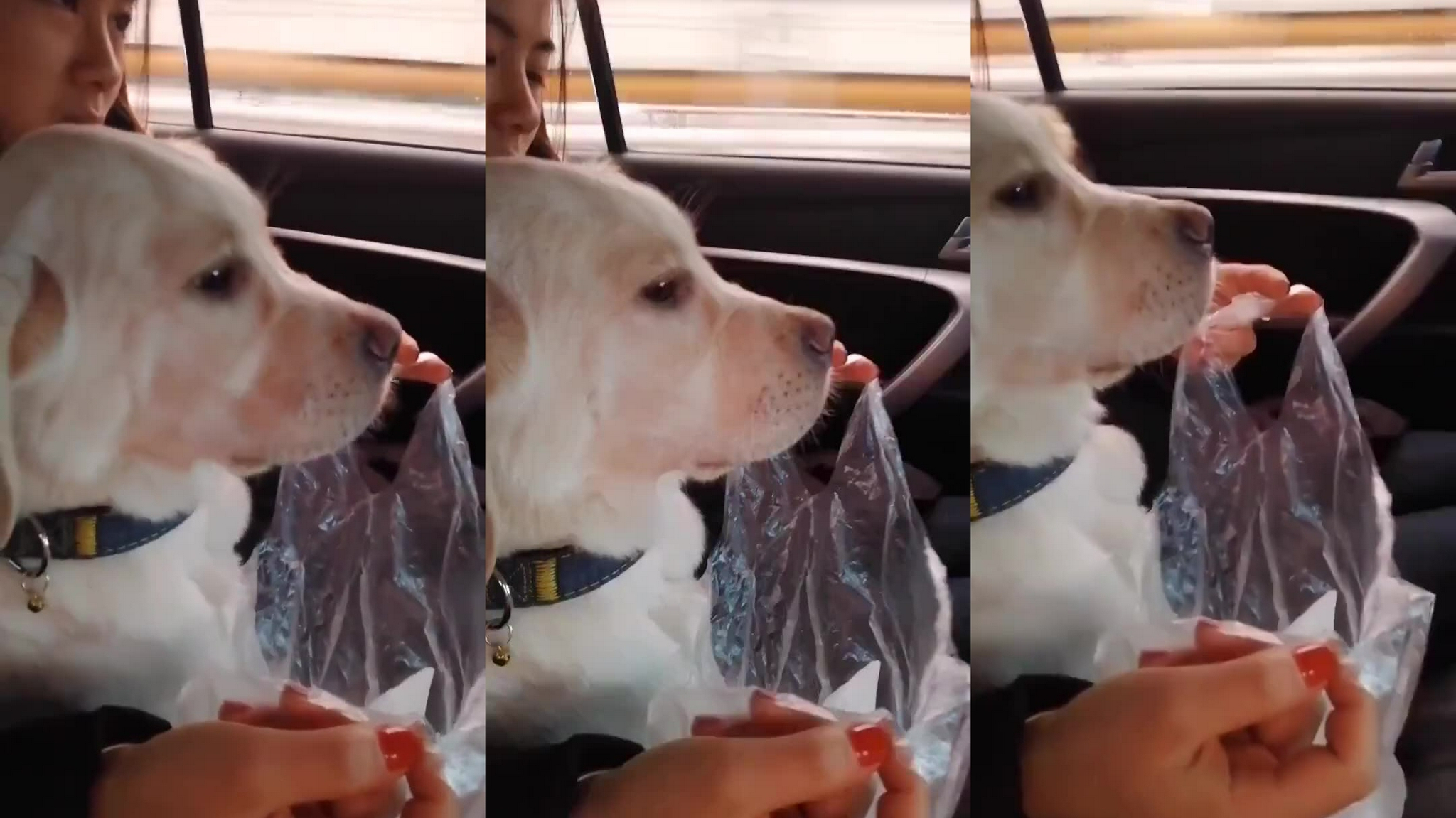 开车出门遇到"加塞狗"?不怕,老丈人教你正确操作,轻松解决