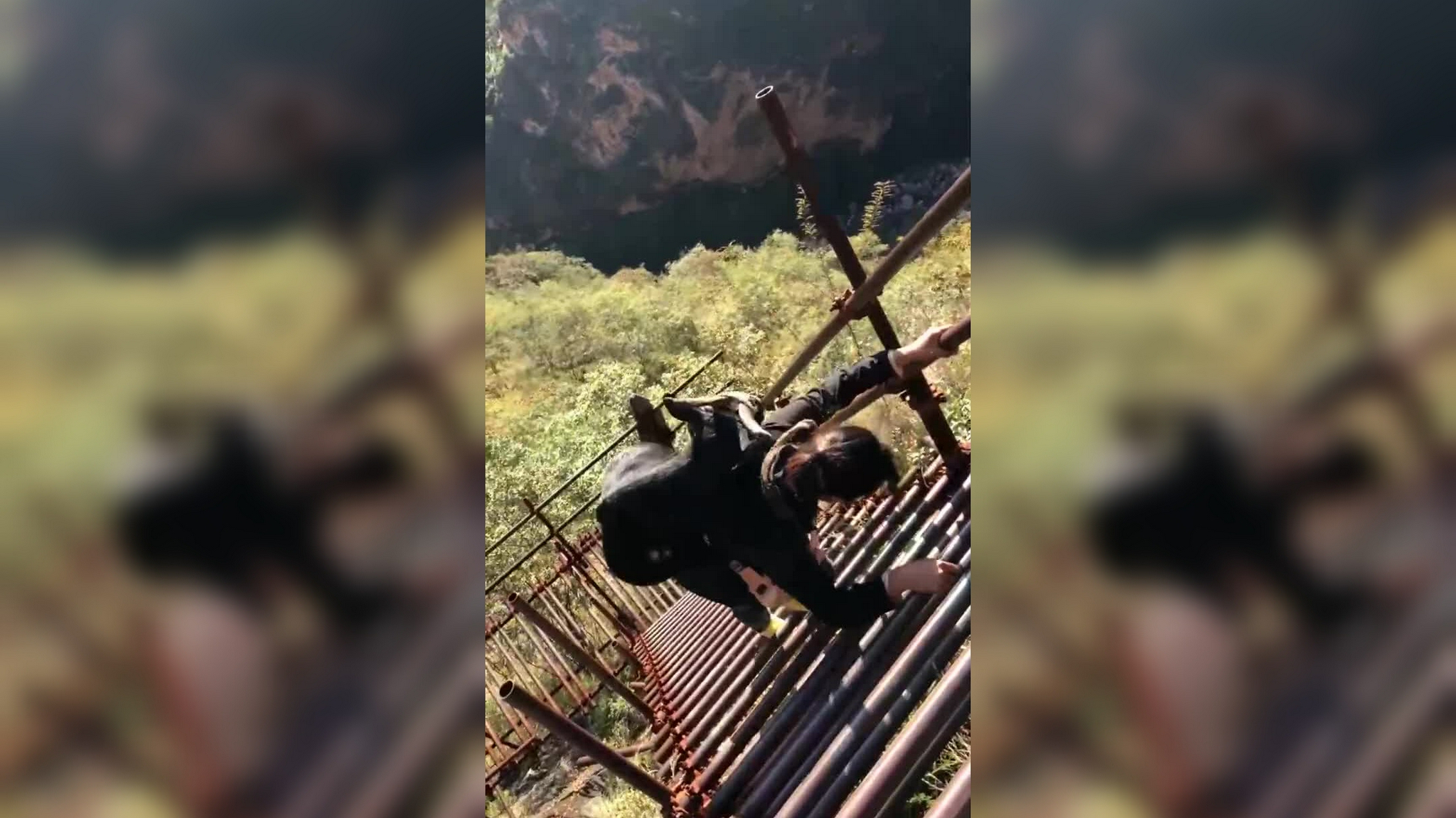 山羊的成精了吗?酒量不带吹的,直接叼起整瓶干