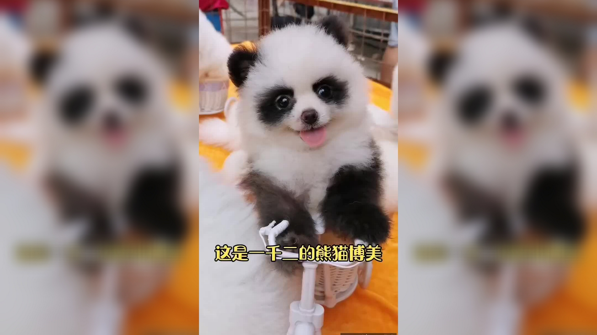 熊猫宝宝:这对双胞胎,还有谁分不清楚的?
