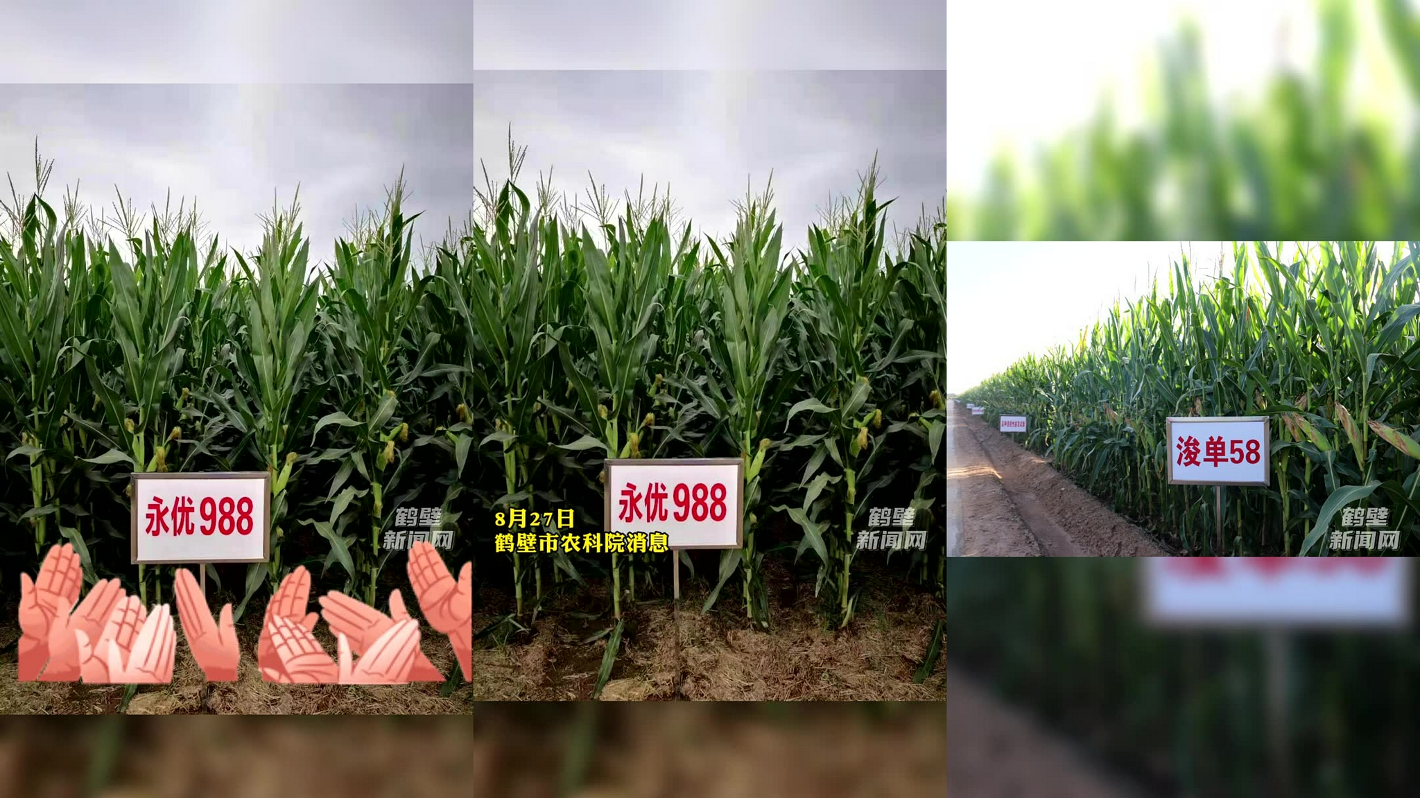 鹤壁市农科院玉米品种喜添新丁4个玉米新品种通过国审(初审)