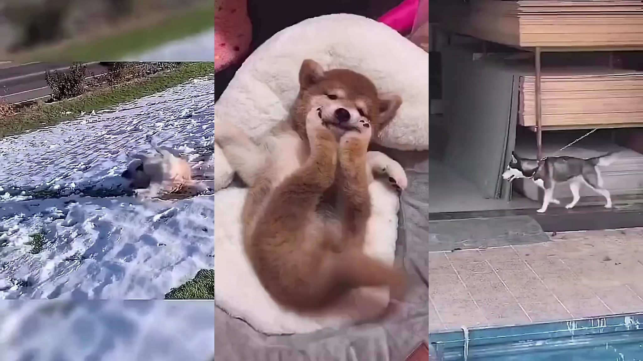 狗子抽烟我忍了,鼻子吐烟圈我也忍了,爪子还会抖烟灰是闹哪样?