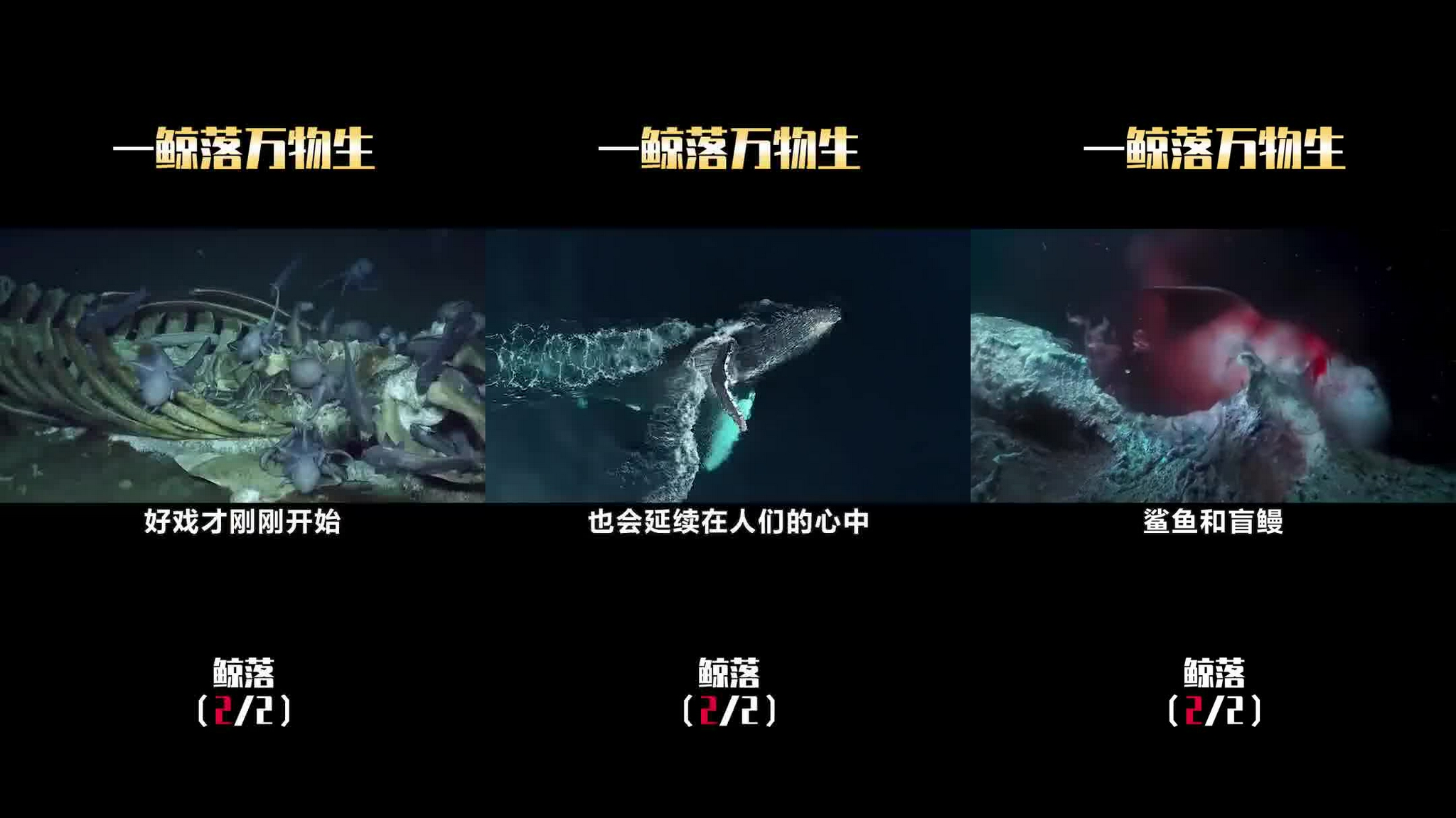 夺命巨鲨:他们要赶快走,离开这片区域