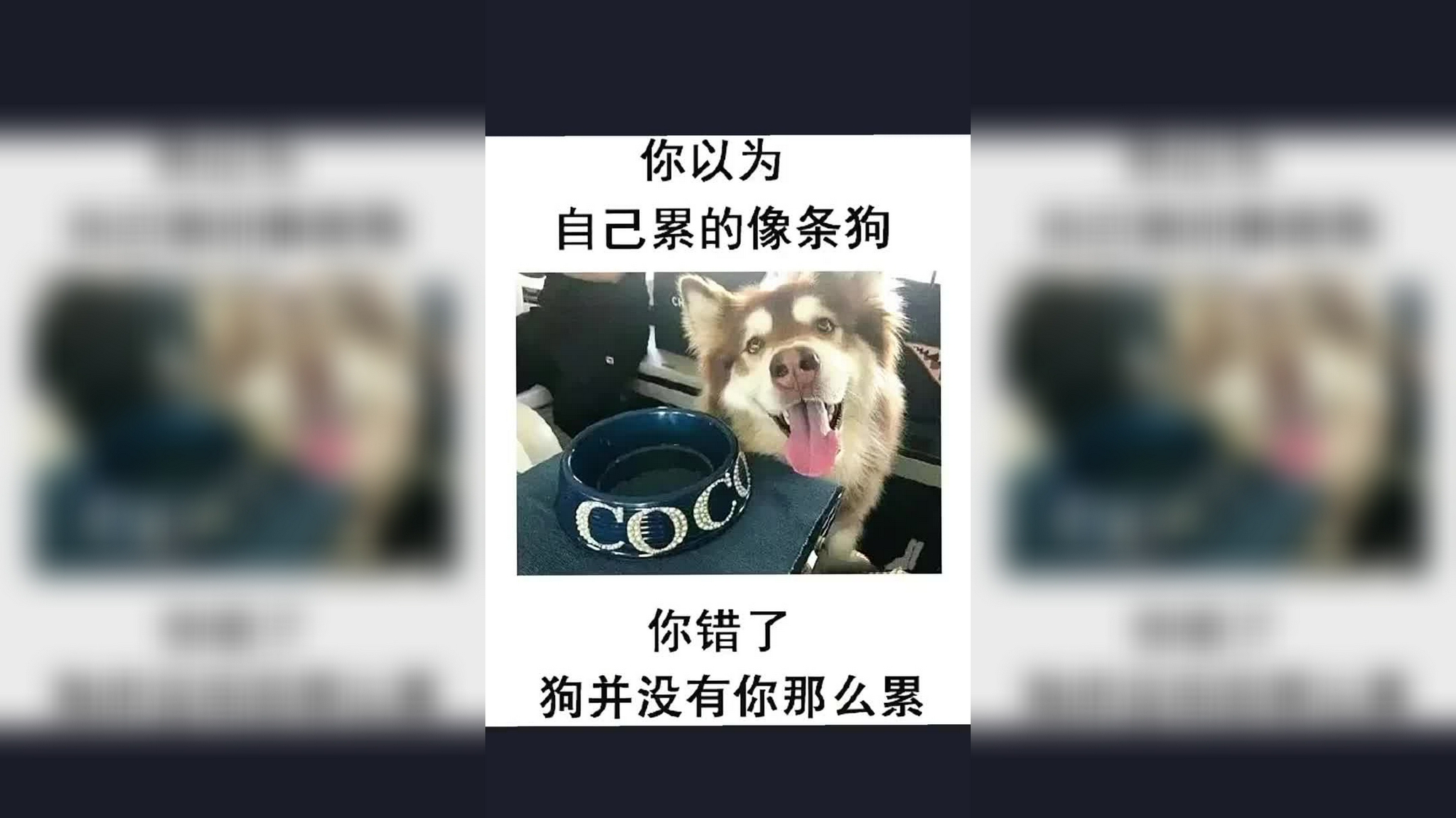 其实狗子并不累