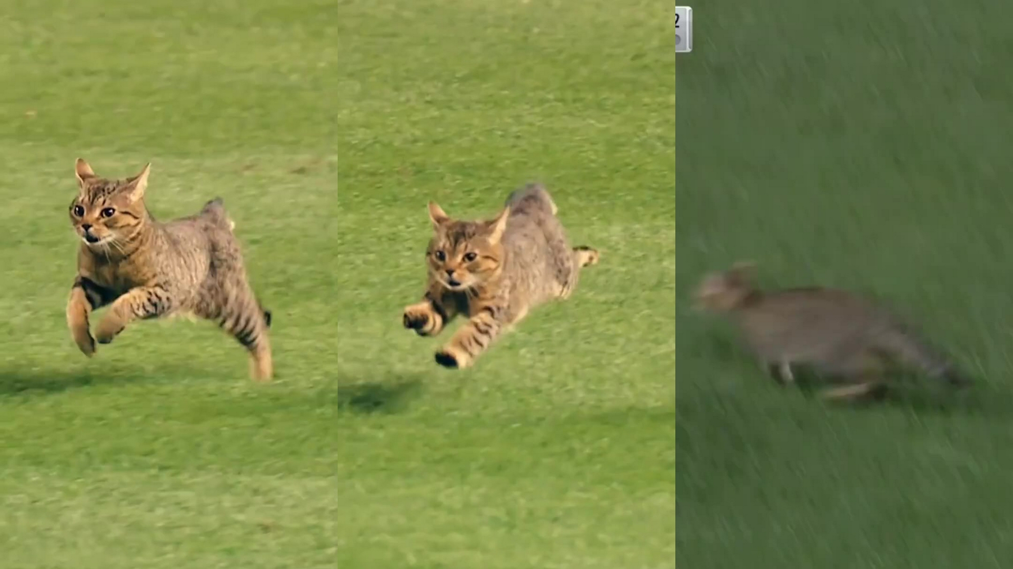 狸花猫这是什么跑姿?脚不疼吗?