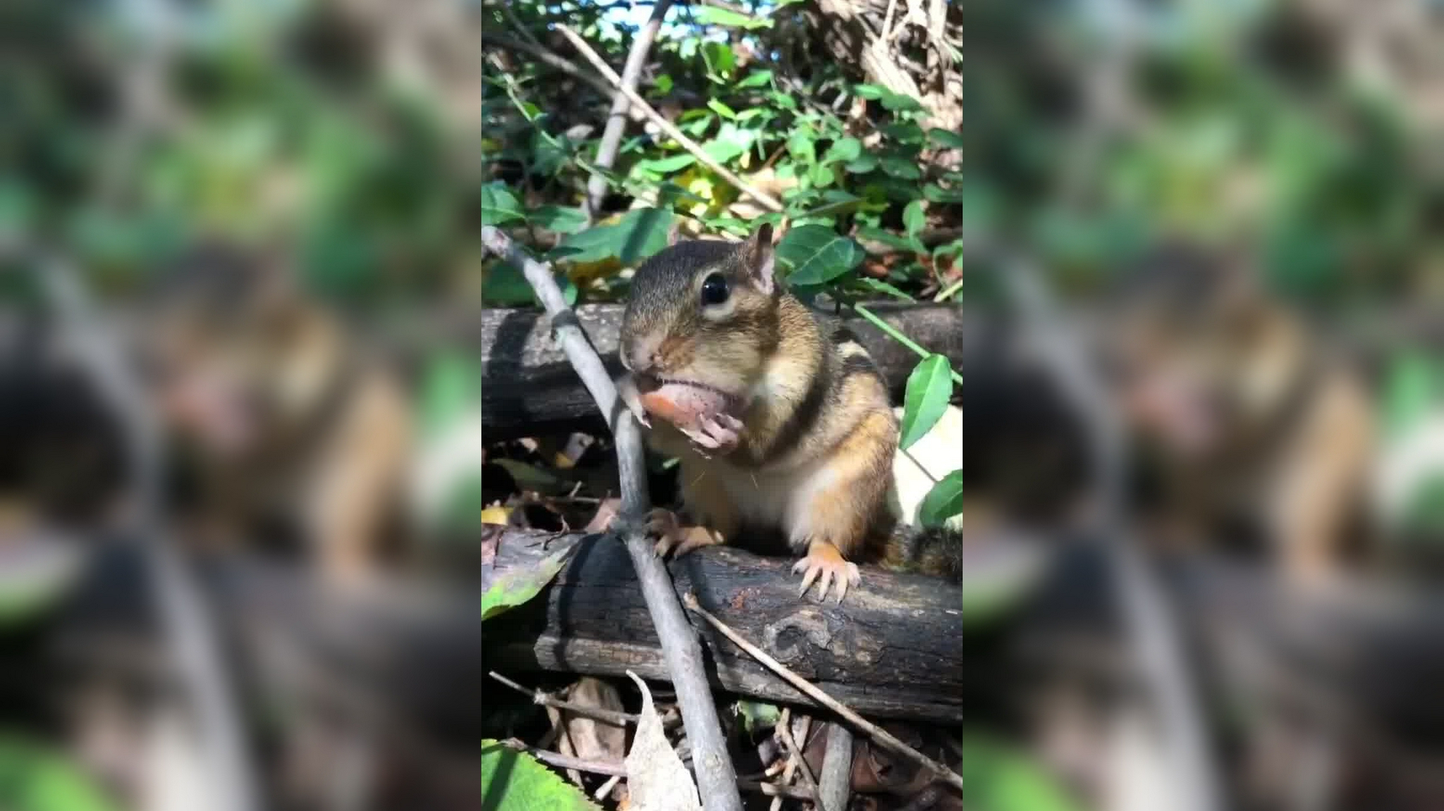 游客用香蕉诱惑松鼠,几秒后出现了搞笑的画面,镜头记录全过程