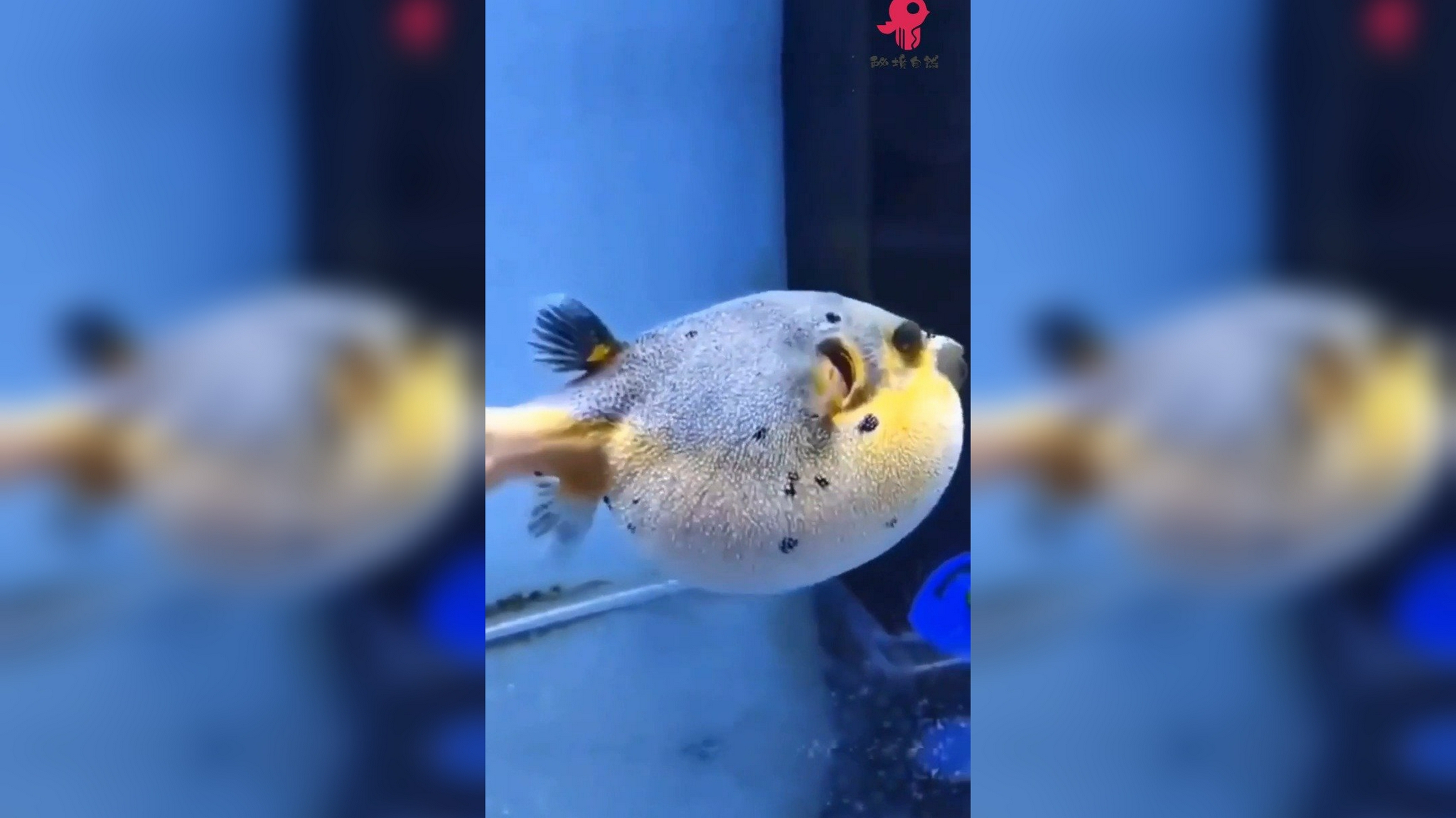 随着潮水发现香螺,小倪捡它特别起劲,还有色彩斑斓的河豚