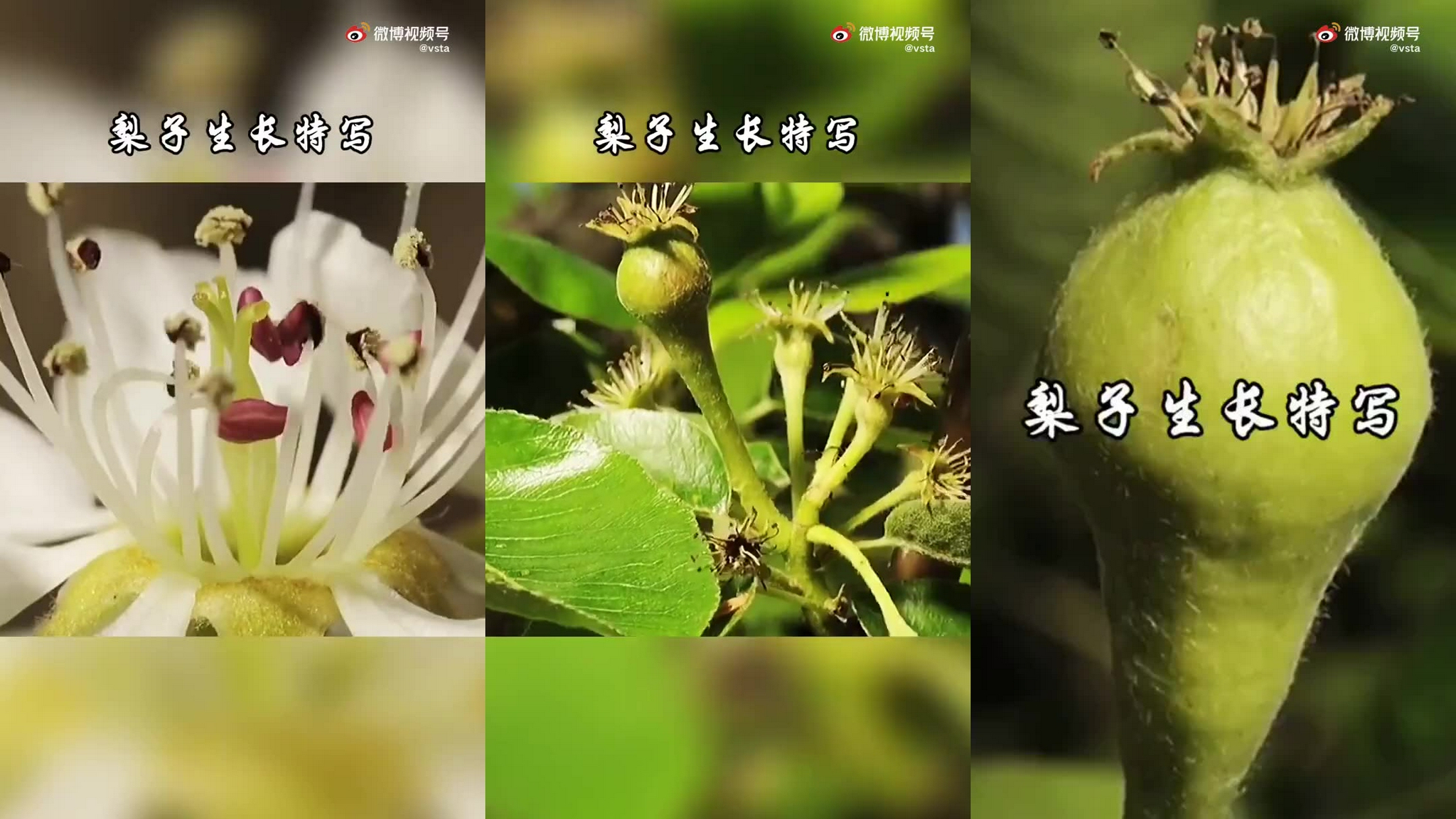 梨子生长过程特写,好治愈啊