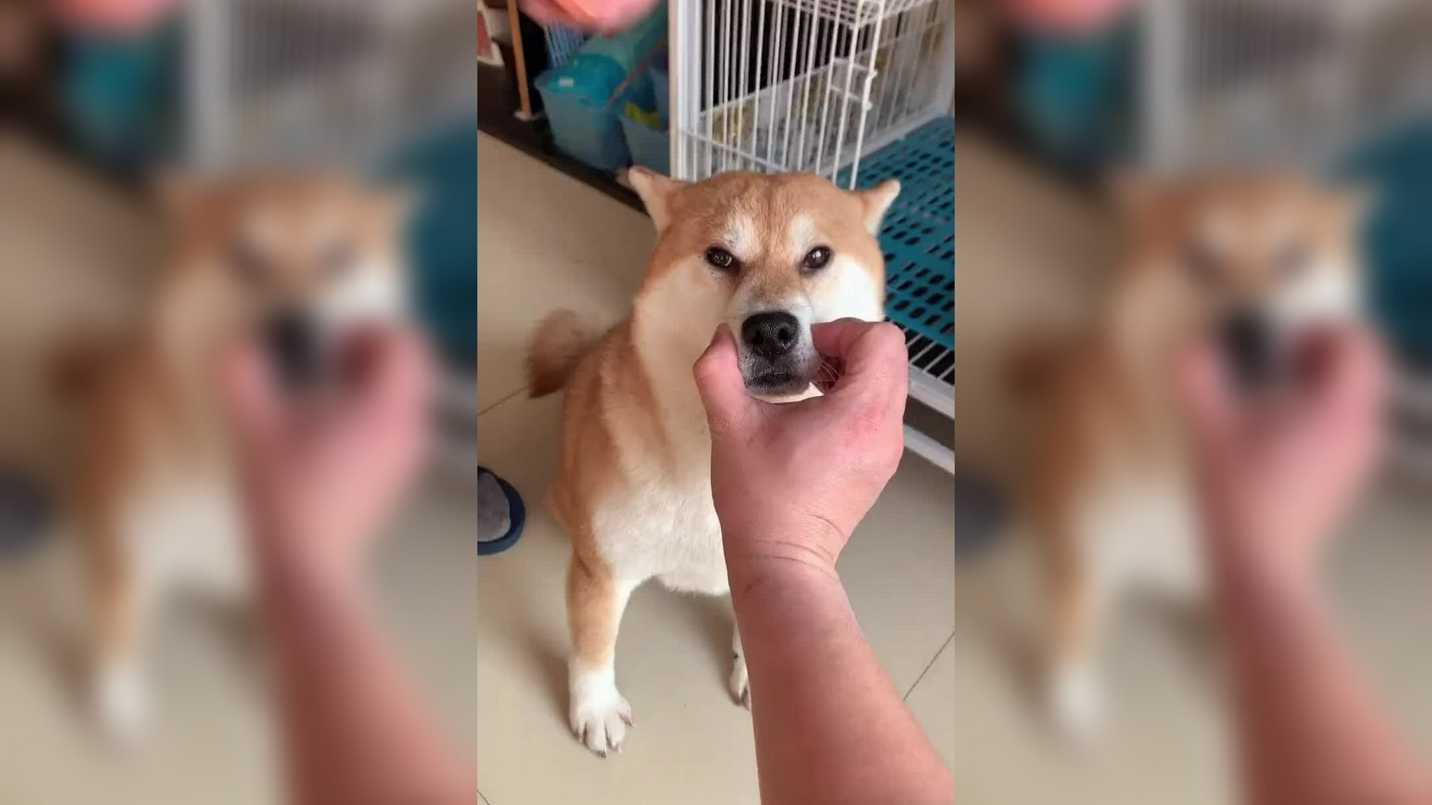 柴犬撒手没:凭什么都是主人遛我,我也要遛主人!