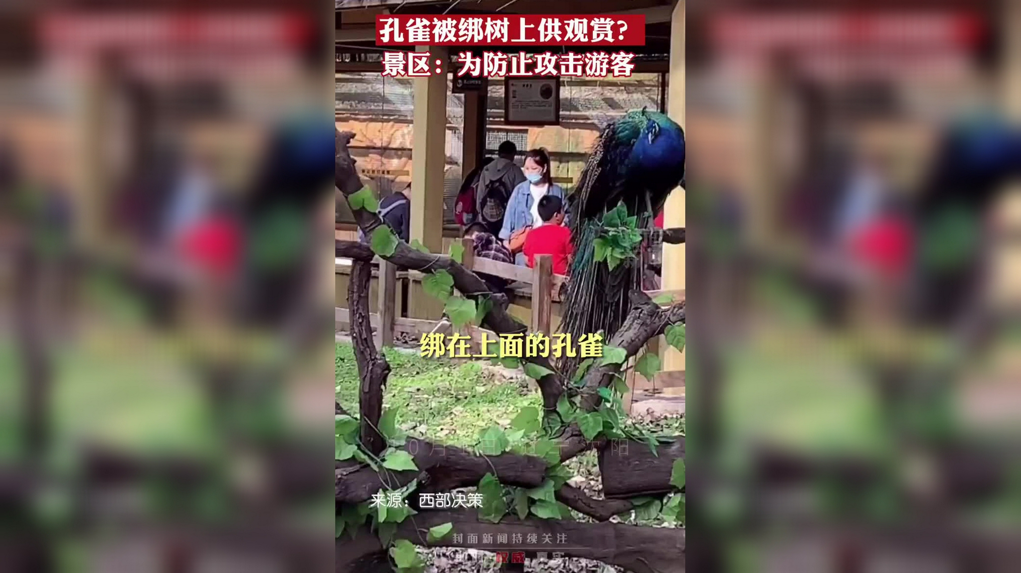 怎么能因为咬人就取消猫猫的学位!人家只是想和你玩!