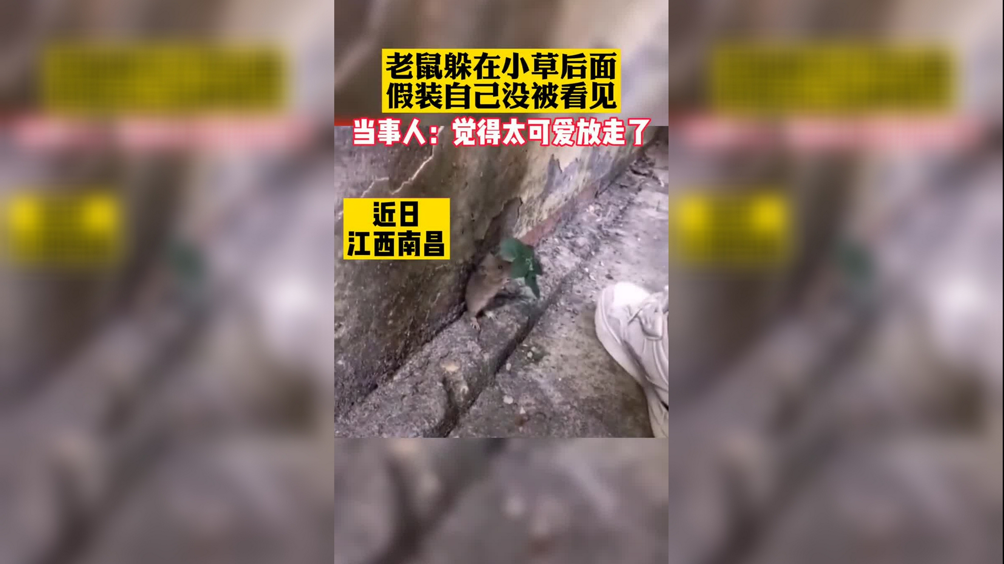 老鼠躲在小草后面,假装自己没被发现,有点可爱怎么回事