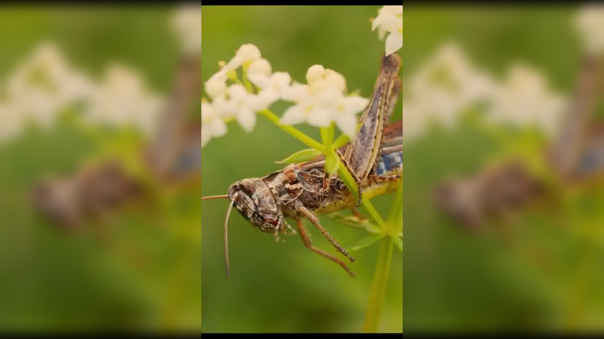 妈祖:妈祖用留音石,放出了睚眦的录音,让众神听!