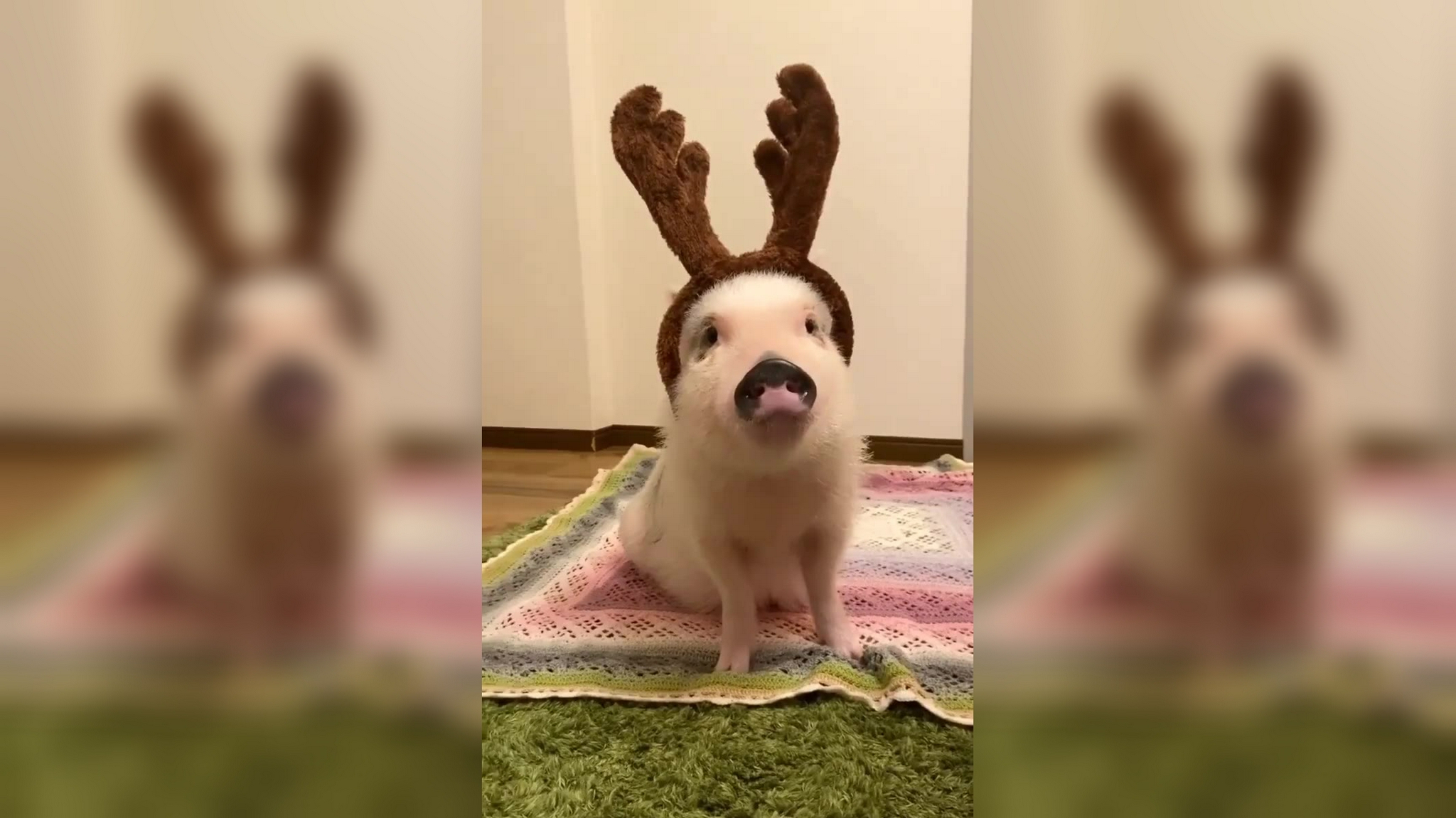 阿拉猪来袭,请注意避让