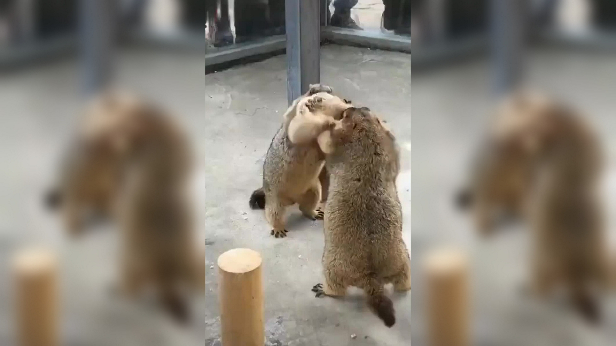 猫咪:小可爱,我给你洗洗澡,土拨鼠:走开,你这猫很没礼貌