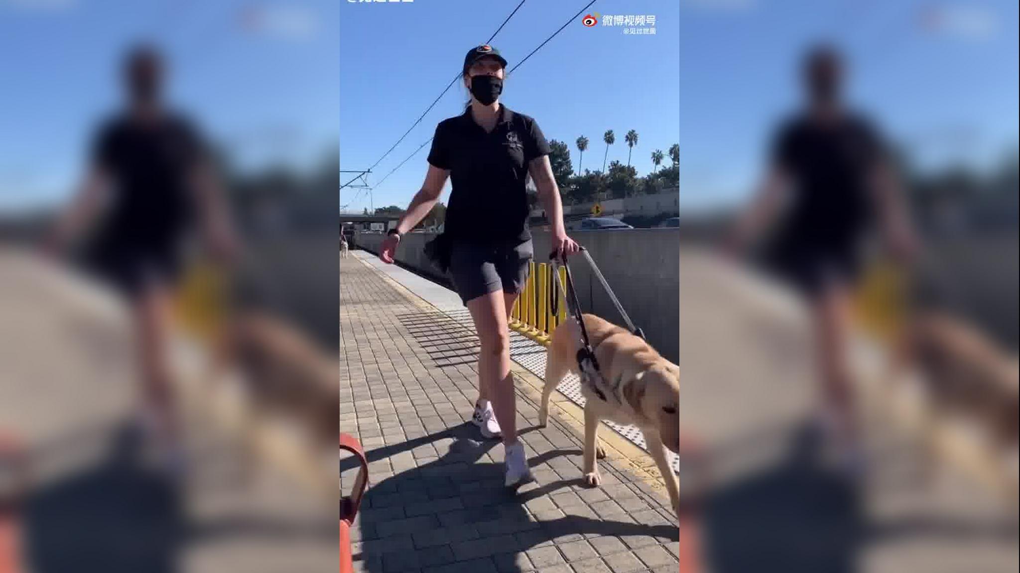 当哈士奇遇到正在工作的导盲犬 ,二哈快疯了啊