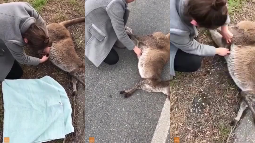 小袋鼠掉进泥坑里,好心男子将其救出来后,这表情一言难尽