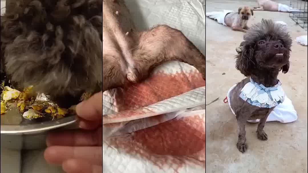 狗狗都敢和老虎叫嚣,真是虎落平阳被犬欺