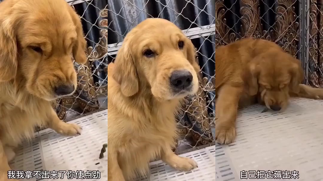 金毛轮胎不远万里跑去给儿子送火腿肠吃,感人!