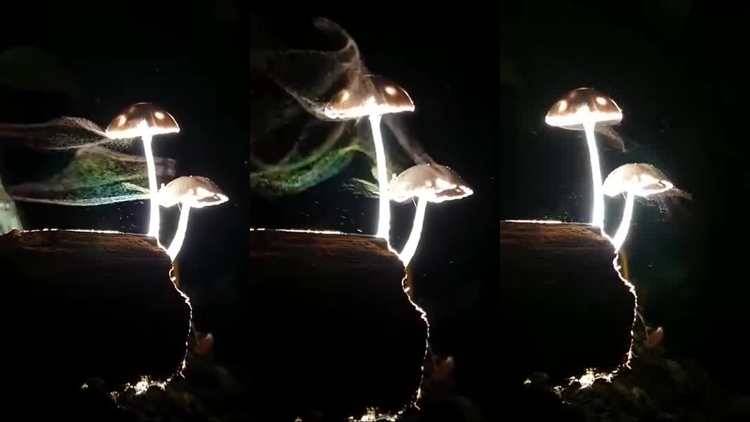 蘑菇的孢子 新浪（移动端）