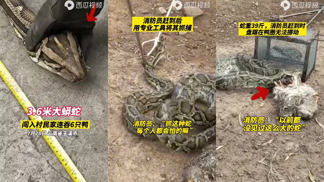 3.6米大蟒蛇闯进云南村民家吞食6只鸭,消防:第一次见到