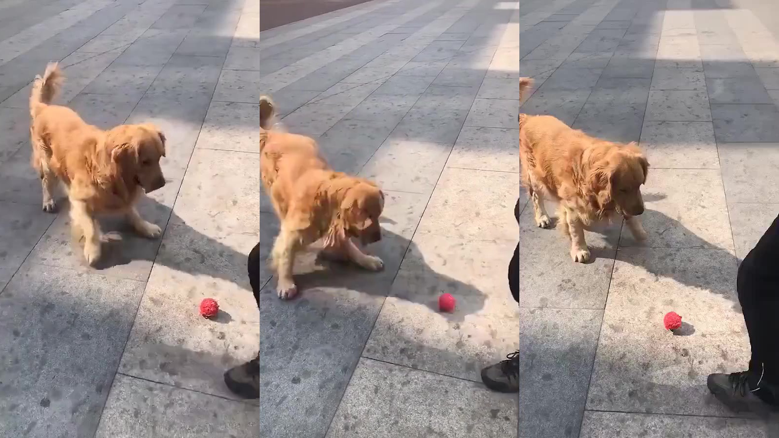 会踢球的小金毛,小jiojio跺来跺去太可爱啦