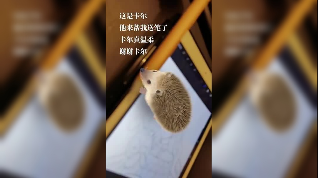 刺猬妈妈带孩子过马路,"急性子"愣是磨成"耐性子",太可爱了