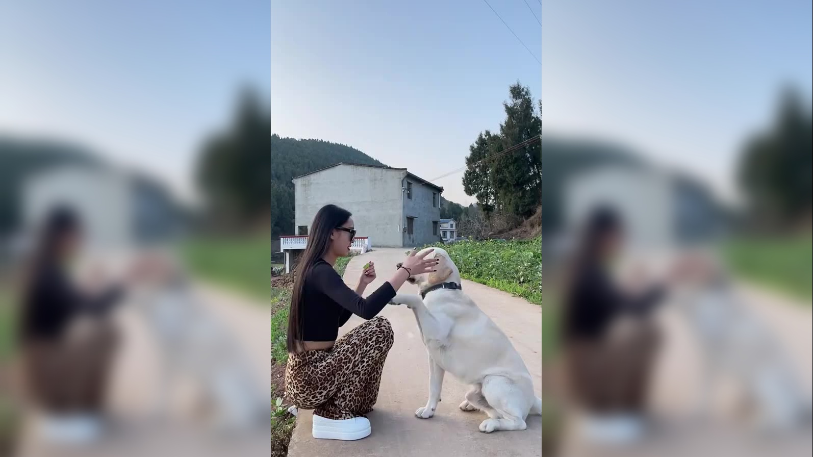 法斗犬是反女权主义者,只对女性访客吠叫