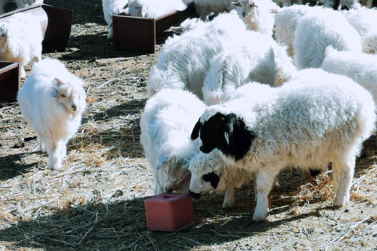 全国助残日里的故事卖遍全内蒙的羊舔砖竟来自一支残疾人创业团队