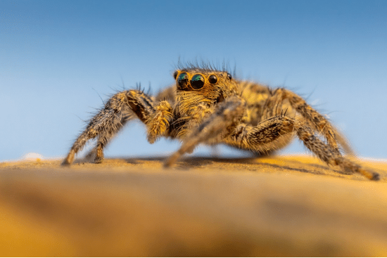 褐条斑蝇虎(雌性),f8,1/800秒,iso 800
