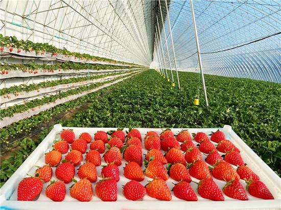 其草莓冰冰产品,原料甄选自丹东自有果园种植基地的纯天然优质草莓,从