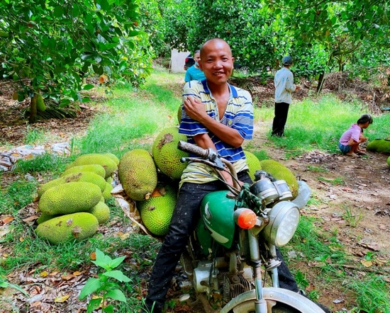 ▲8月1日早晨，文昌市蓬莱镇的一家基地里，果农们忙着收割成熟的菠萝蜜。摄影