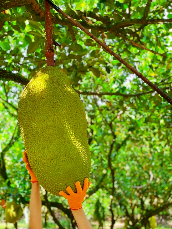 ▲风调雨顺以及种植规模扩容，今年将是海南菠萝蜜大年。摄影