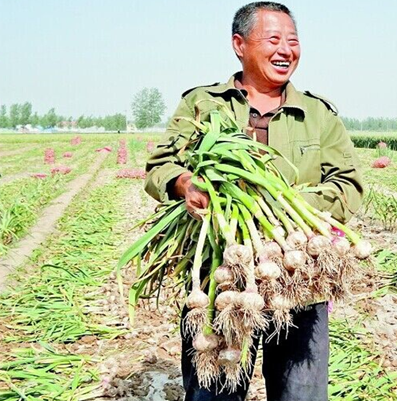 "劳务用工"应用助力甘肃农民抢收大蒜